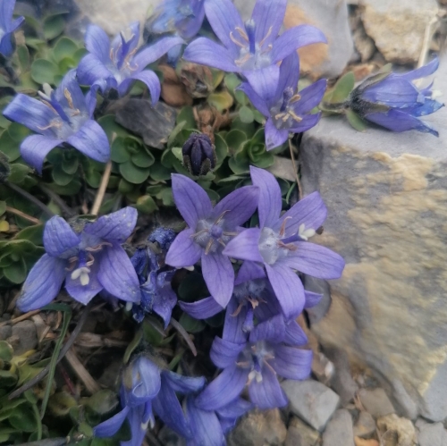 Planche de 10 autocollants de fleurs de montagne