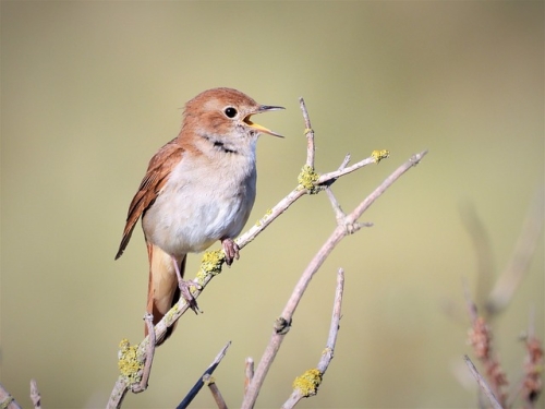 (Pour 2 personnes ou une famille) Petit stage d’apprentissage des chants d’oiseaux